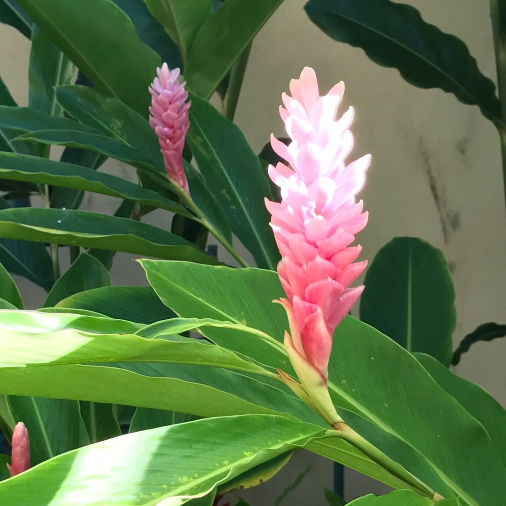 Meet your Posher, Libby